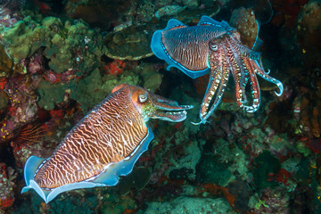 Cuttlefish mating ritual on a tropical coral reef (Richelieu Rock, Thailand)