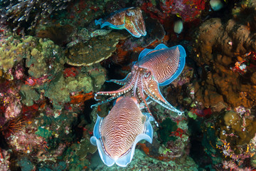 Beautiful Pharaoh Cuttlefish mating on a dark tropical coral reef at dawn