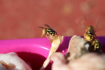 fotos de insectos varios 