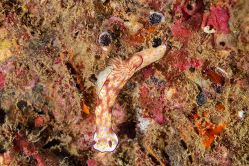 Colorful Nudibranch on an underwater shipwreck in the tropics