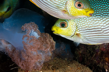 Tropical fish eating a jellyfish on a dark underwater coral reef at dawn