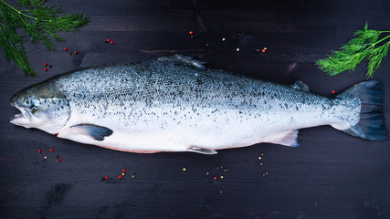 whole fresh raw big salmon fish on dark black wooden table, top view