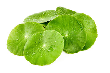 Asiatic Leaf Herb gotu kola, indian pennywort, centella asiatica, tropical herb isolated on white background. ayurveda herbal medicine inhibited or slowed growth of cancer cells Help prevent cancer - obrazy, fototapety, plakaty