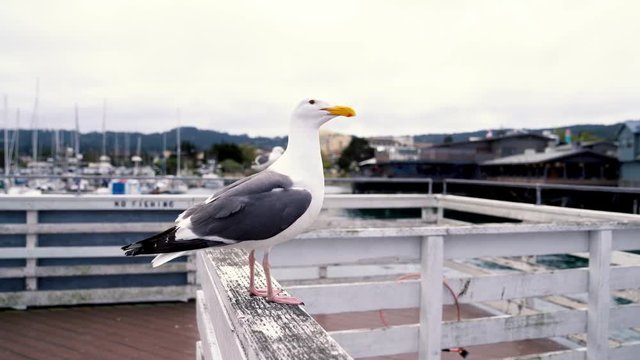 close-up view of a seagull standing seaside turning its head towards camera. Seabird resting on handrail post in warm sunlight. bird relaxing on old fisherman's wharf.
