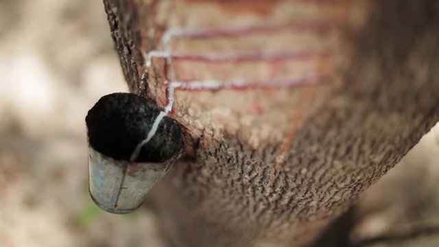 Sangria from the rubber tree. Close up of latex dripping from the grooves opened in the tree to the cup installed by the rubber tapper.  