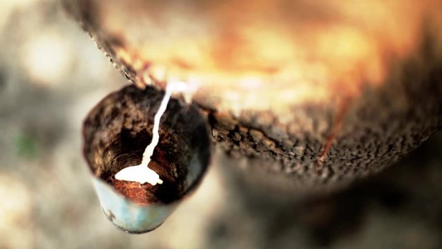 Sangria from the rubber tree. Close up of latex dripping from the grooves opened in the tree to the cup installed by the rubber tapper. Top view.