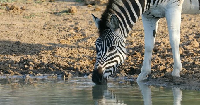 A plains zebra (Equus burchelli) drinking water, Mkuze game reserve, South Africa