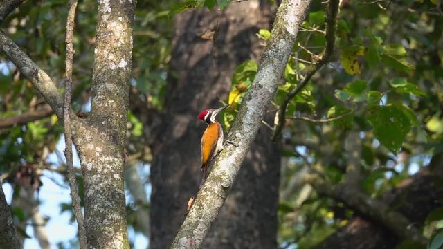 Himalayan Flameback Woodpecker (Dinopium shorii), also known as the Himalayan Goldenback Sitting on Tree