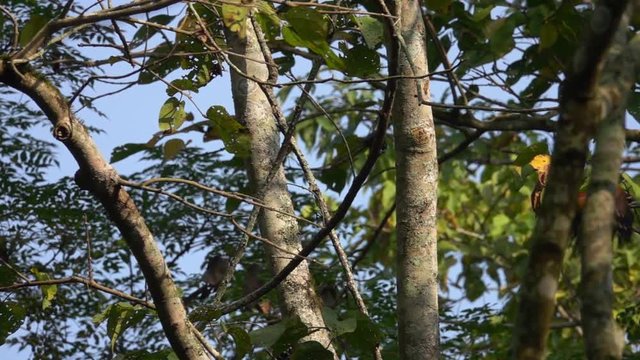 Himalayan Flameback Woodpecker (Dinopium shorii), also known as the Himalayan Goldenback Sitting on Tree