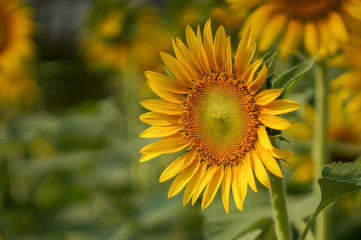 Naklejka premium closeup group of blooming sunflower with blurred background, sunflower blooming in summer in Thailand, their seed will be change to Sunflower seed germination
