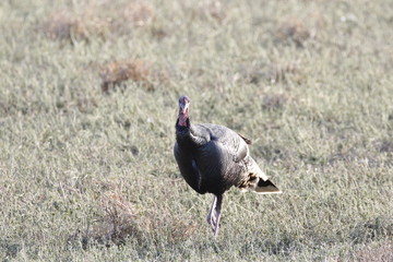 Turkey time