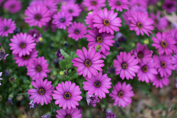 Colorful purple flowers 