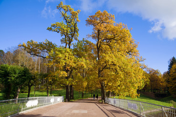 Golden autumn in Pavlovsky Park. Neighborhood of St. Petersburg, Russia