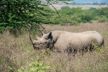 Obraz premium czarny nosorożec w buszu