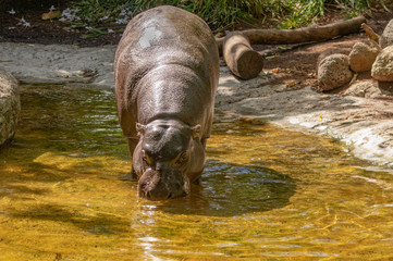 Pigmy Hippo Drinking