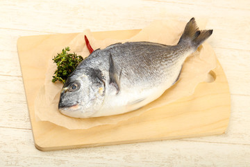 raw dorada fish