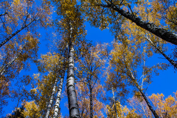 Fototapeta premium autumn contrast