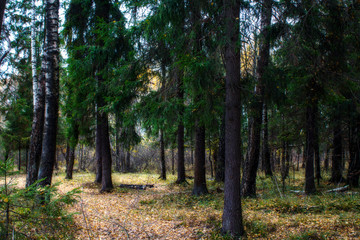 forest autumn landscapes Russian the Suburbs