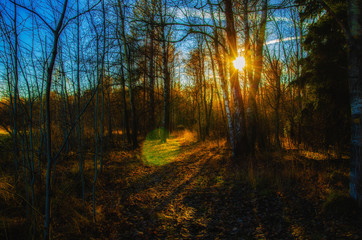 Obraz premium autumn park