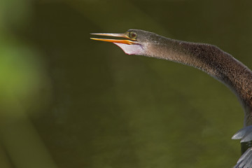 A portrait of an anhinga (Anhinga anhinga) warming up in the sun.With a green background of a golf...