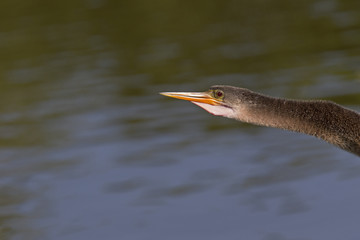 A portrait of an anhinga (Anhinga anhinga) warming up in the sun.With a blue and green background of a lake.