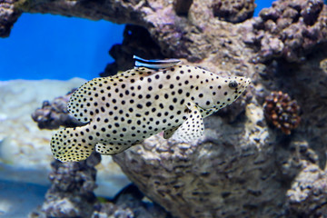 Panther Grouper. It is a predatory fish of brown-orange or olive color, completely covered with small blue spots with a dark rim that go to the throat, belly and unpaired fins.