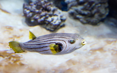 White spotted puffer fish. Prickly kotroni painted in gray color with dark stripes. It lives in the...