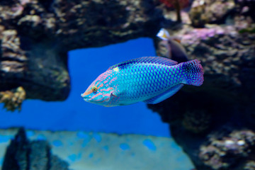 Checkerboard wrasse fish. This is a resident of the red sea, the Indian ocean. On the head pink stripes, greenish body, the end of the chishui painted black, which creates the effect of 