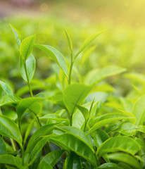 Tea Leaves At Morning Sun Rays