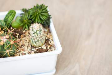 Top View House plants with cactus and succulents in white pot. Unique indoor plant decor