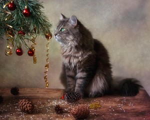 Grey Siberian kitty in Christmas decorations © Iryna