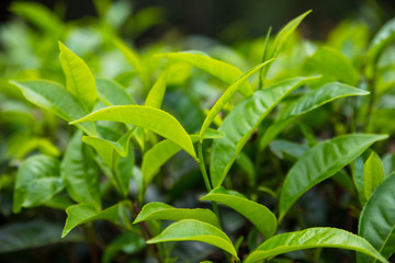 Close Up Of Green Tea Leaves 