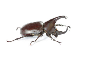 Dynastinae Fighters of the Mountain on a white background