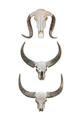 Obraz na płótnie Canvas Head skull buffalo carabao isolated on white background