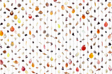 curtain shells on white background