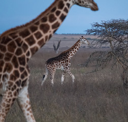 giraffes group under the sky