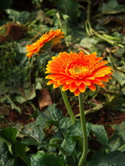 Colorful Red Pink Orange and Yellow gerbera daisy in the garden with natural light in the morning. Travel in Dalat City, Vietnam in 7th December, 2012