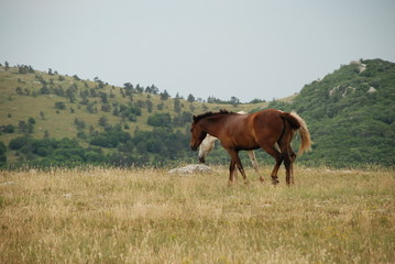 Horses in the meadow