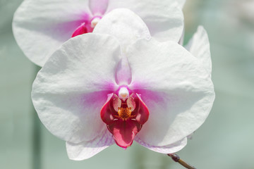 Fototapeta na wymiar Close-up of white orchids on light background.