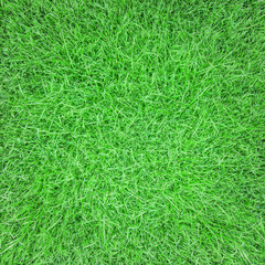 Green grass background. Top view