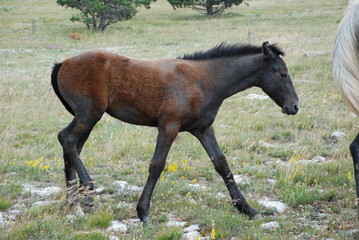Horses in the meadow