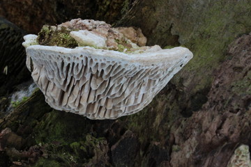 Mushroom in the forest, photo Czech Republic, Europe