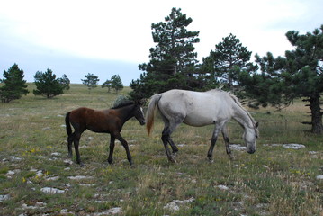 Fototapeta na wymiar Horses in the meadow