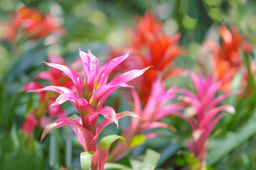 Obraz premium Close up Pineapple red pink flowers. Bromeliad, Ananas Comosus, Pineapple