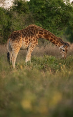 giraffes eating leaves