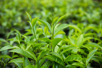 Green Tea Leaves