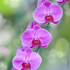 Fototapeta na wymiar Close-up of Beautiful Orchid Flowers in the garden