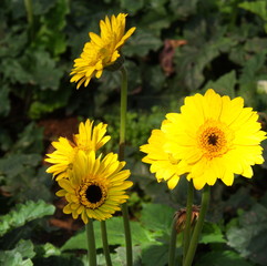 Colorful Red Pink Orange and Yellow gerbera daisy in the garden with natural light in the morning. Travel in Dalat City, Vietnam in 7th December, 2012