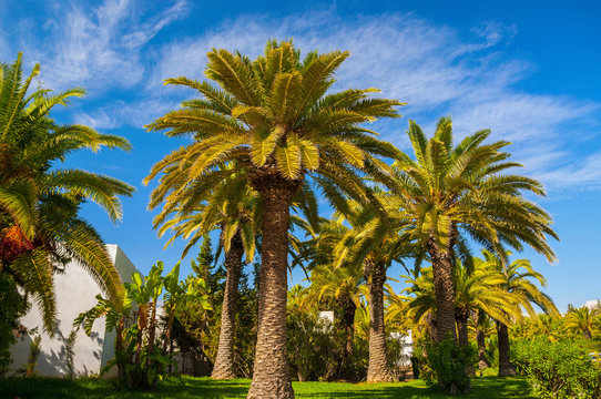 Date palms with a blue clear sky in Hammamet Tunisia