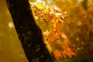 紅葉